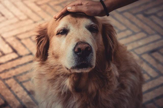 How to Identify Arthritis in Dogs and Why it is Important to sleep well on a Good Bed?
