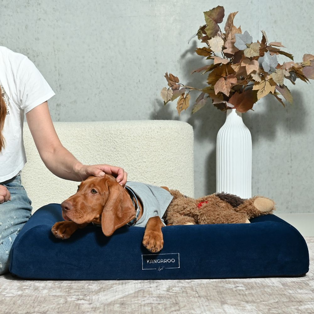 Orthopaedic Memory Foam Dog Bed
